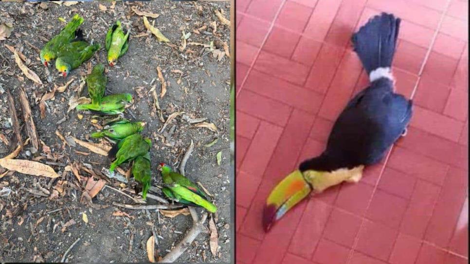 Aves caen muertas tras intenso calor que azota a la Huasteca Potosina Aves caen muertas tras intenso calor que azota a la Huasteca Potosina