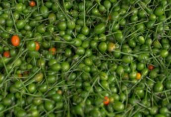 Árbol de chile chiltepin: cómo plantarlo y cuidarlo en casa