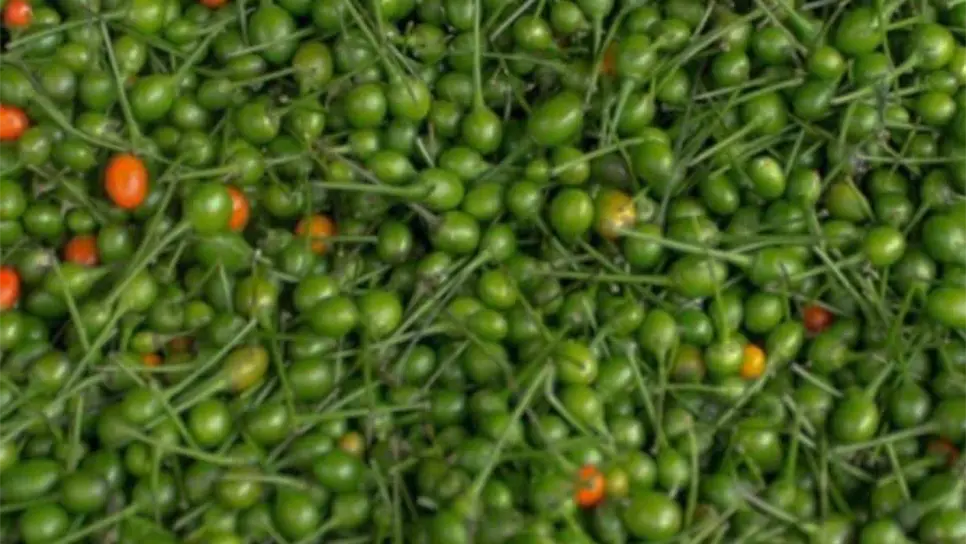 FOTO: Cortesía/GourmetMexico.