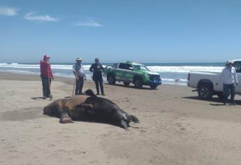 Investigan muertes de ballenas, tiburones y lobos marinos en playas de Guasave