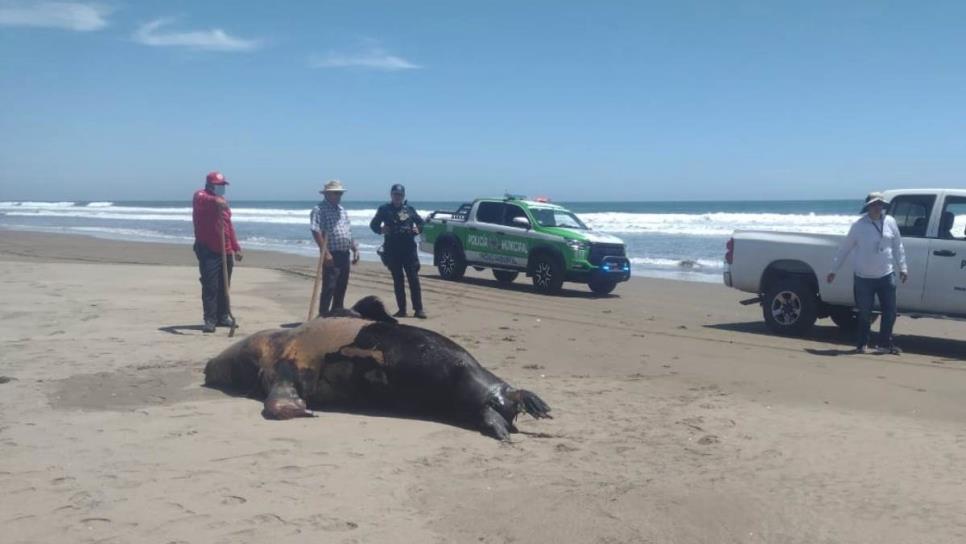 Investigan muertes de ballenas, tiburones y lobos marinos en playas de Guasave