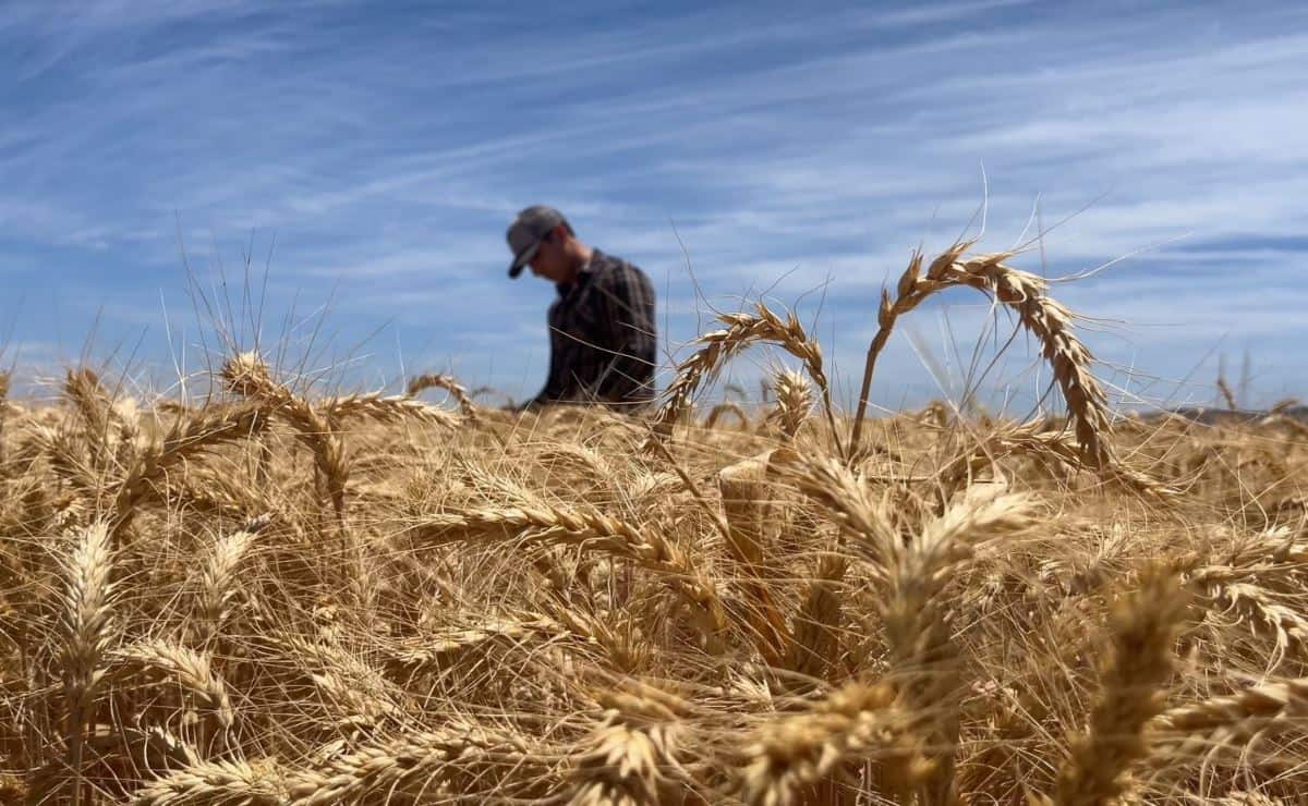 En el Día del Agricultor, productores de Sinaloa piden lluvias y mejor comercialización