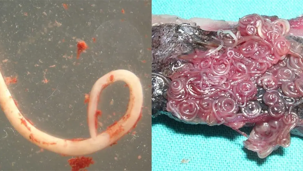 FOTO: Anisakis, parásito en la carne.