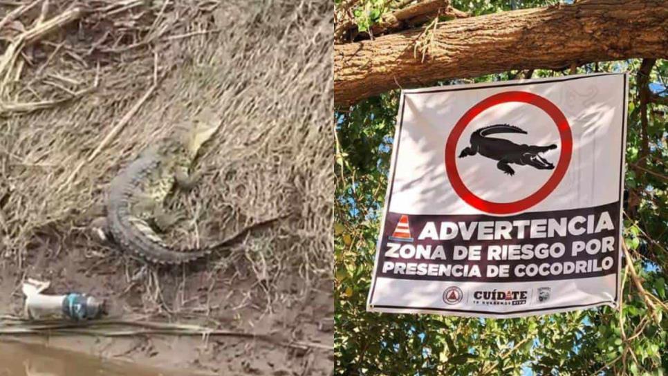 Colocan trampas y vigilancia permanente para atrapar cocodrilos en el Río de Guasave 