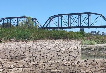 ¿A dónde se fueron los cocodrilos tras secarse el río Culiacán?