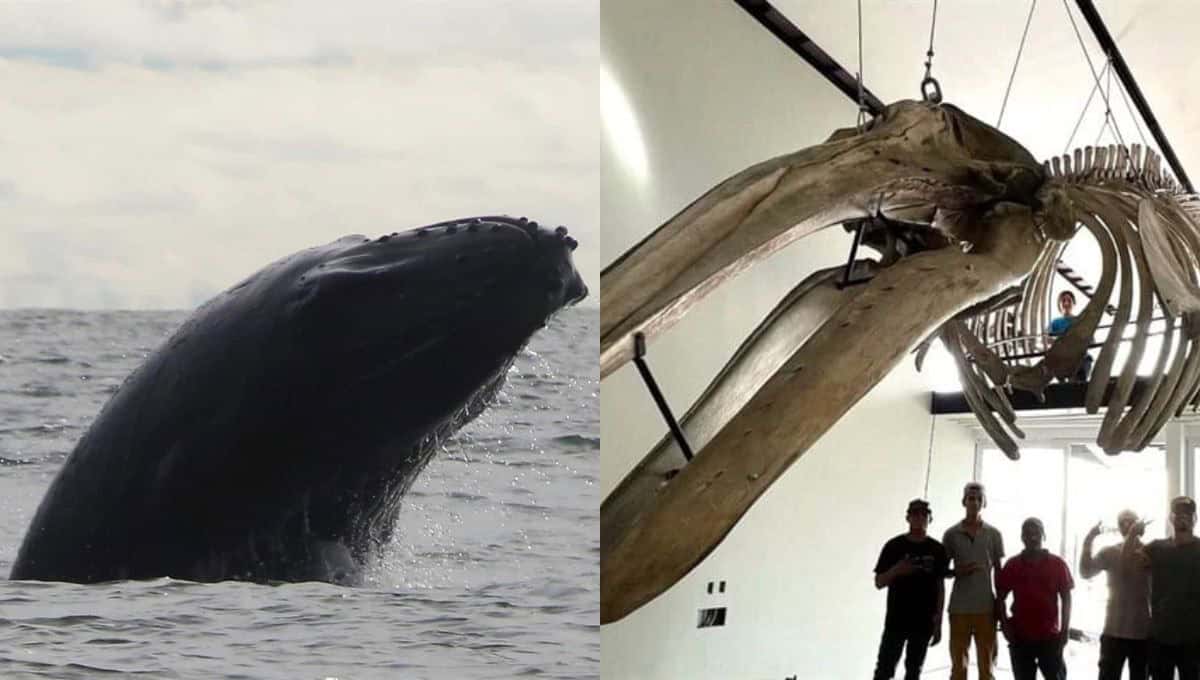 El museo contará en su primera etapa con casi 30 esqueletos de megafauna marina. FOTO: Luz Noticias