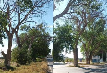 ¡Álamos de la Villa de Ahome se están secando! Ecología investigará la razón