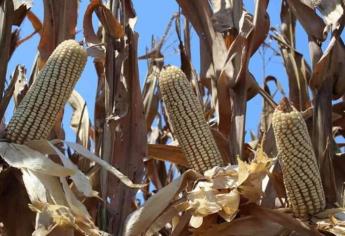 Más de 5 mil 500 productores de maíz han aceptado el esquema de comercialización 