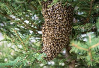 Día Mundial de las Abejas: cuántas variedades hay y qué función tienen