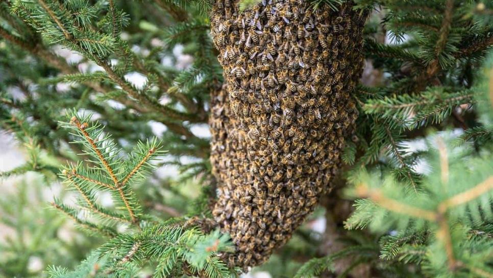 Día Mundial de las Abejas: cuántas variedades hay y qué función tienen