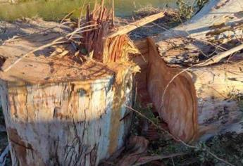 ¡Ecocidio en Los Mochis!, talan árboles de más de 25 años para poner banqueta