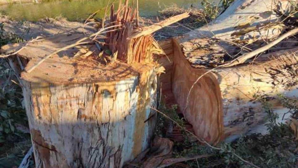 ¡Ecocidio en Los Mochis!, talan árboles de más de 25 años para poner banqueta