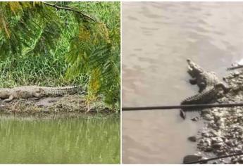 ¿Cuándo regresarán los cocodrilos al Río de Culiacán tras la sequía? 