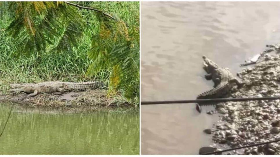¿Cuándo regresarán los cocodrilos al Río de Culiacán tras la sequía? 