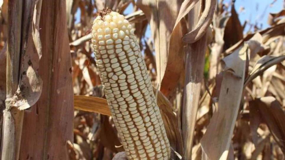 Sequía impacta la cosecha de maíz en Sinaloa; registran bajos rendimientos
