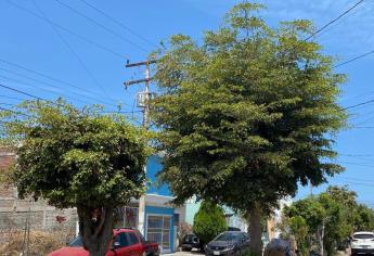 Podarán 10 mil árboles en Mazatlán para prevenir apagones durante temporada de lluvias
