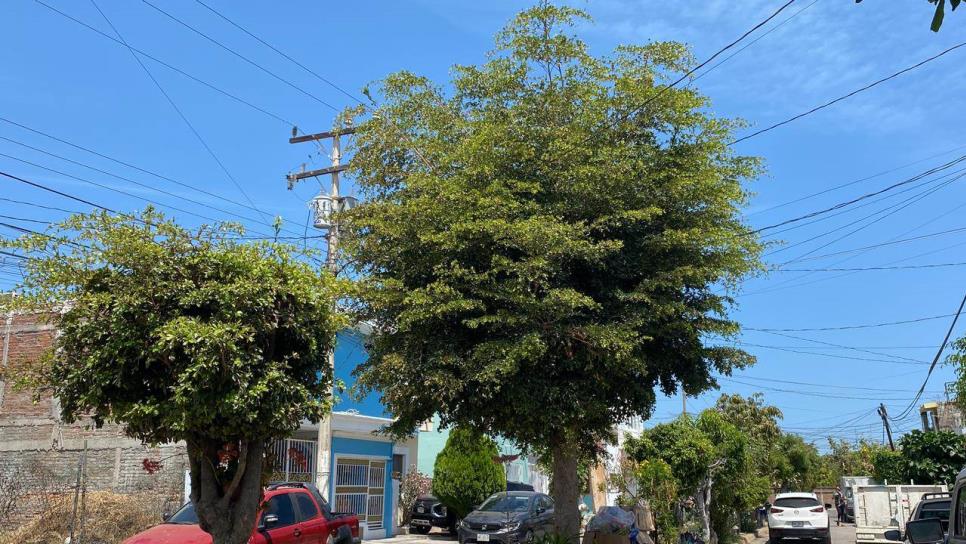 Podarán 10 mil árboles en Mazatlán para prevenir apagones durante temporada de lluvias