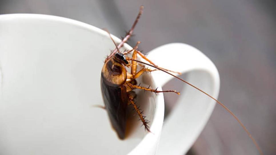 Ola de calor atrae la invasión de cucarachas, ¿qué enfermedades pueden transmitir estos insectos?