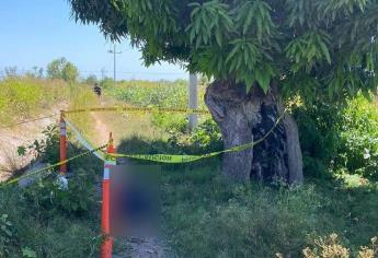 Jornalero muere electrocutado al intentar cortar un mango en Elota