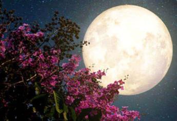 Luna de Flores 2024: Hoy se verá en todo su esplendor; conoce el horario