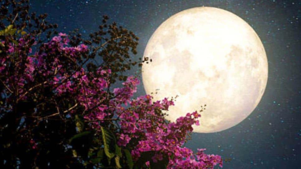 Luna de Flores 2024: Hoy se verá en todo su esplendor; conoce el horario