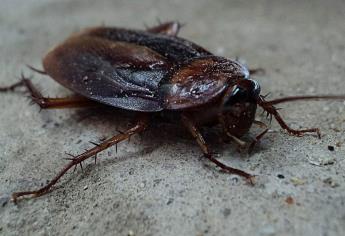 Así es la «súper cucaracha» que amenaza hogares mexicanos; resiste hasta el más fuerte insecticida