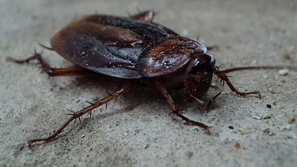 Así es la «súper cucaracha» que amenaza hogares mexicanos; resiste hasta el más fuerte insecticida
