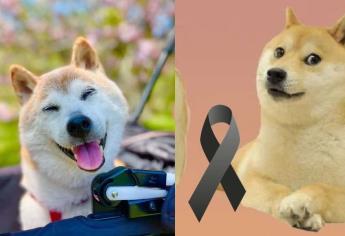 Fallece Kabosu, icónica perrita de los memes