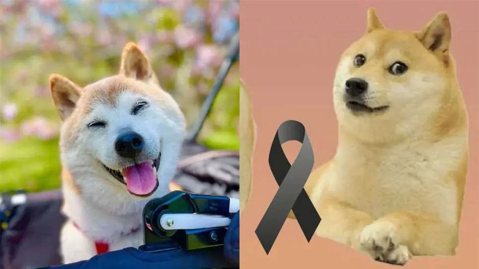 La perrita falleció a la edad de los 18 años. FOTO: Internet