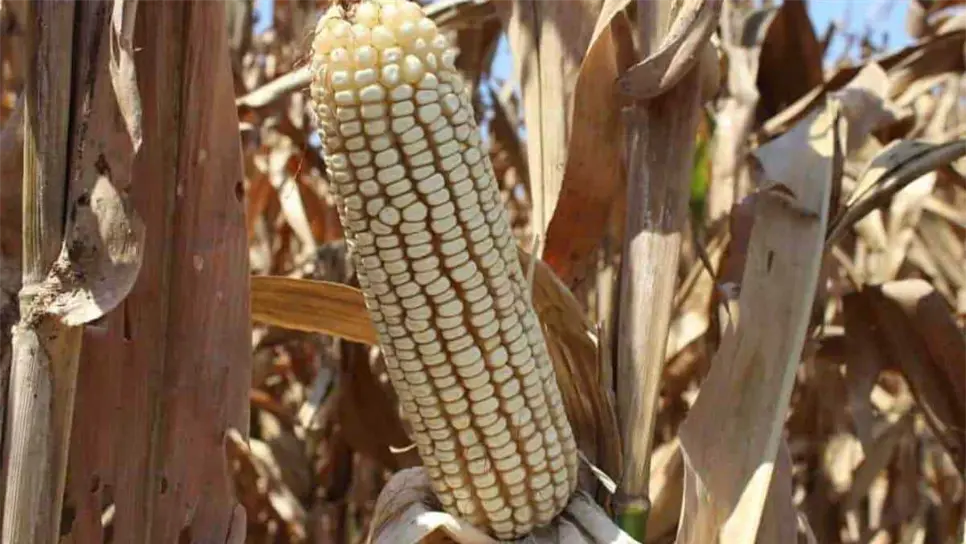El precio inicial del maíz causó indignación entre los productores de Sinaloa. FOTO: Luz Noticias