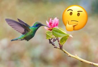 ¿Chuparrosa o colibrí? Esto significa que se aparezcan en tu jardín