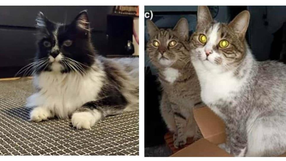 Mutación podría haber creado nueva especie de gatos