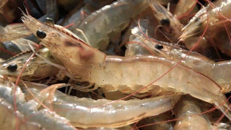 Acuacultores agotarán el camino del diálogo ante contrabando de camarón 
