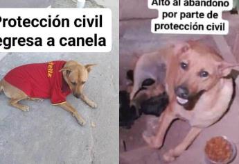 Animalistas denuncian a Protección Civil por abandono de perrita en Los Mochis