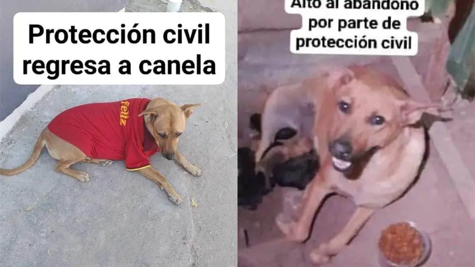 Hasta el momento se desconoce el paradero de la perrita. FOTO: Cortesía