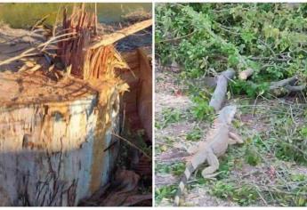 Dirección de Medio Ambiente en Ahome confirma permiso para tala de árboles en el Rosales