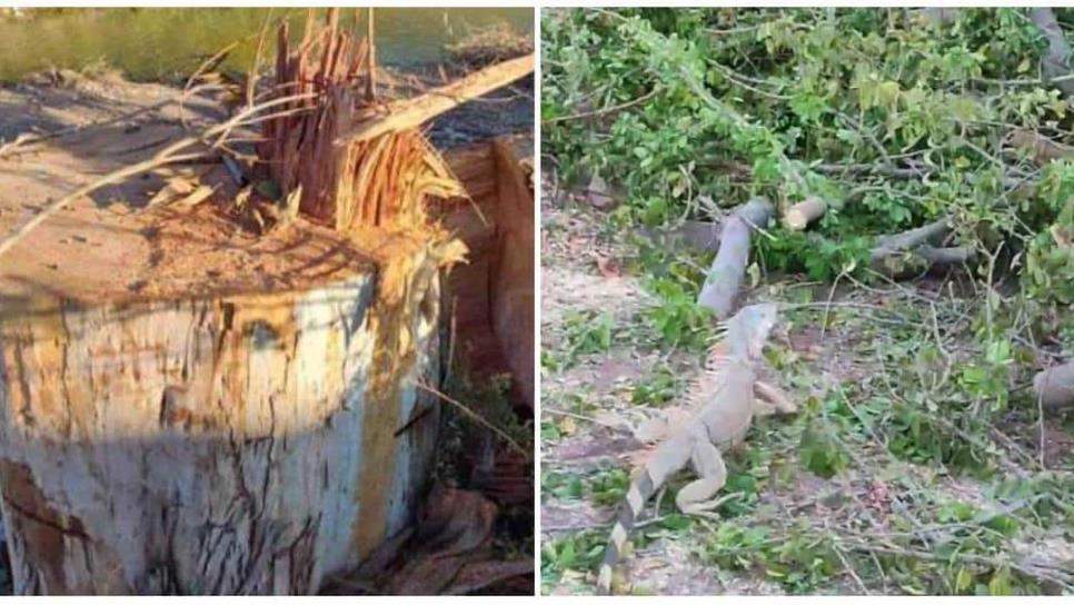 Dirección de Medio Ambiente en Ahome confirma permiso para tala de árboles en el Rosales