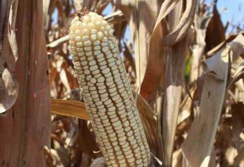 Bodegas de Sinaloa saturadas, se paraliza cosecha de maíz 
