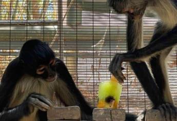 Animales del Zoológico de Culiacán se refrescan con paletas de hielo
