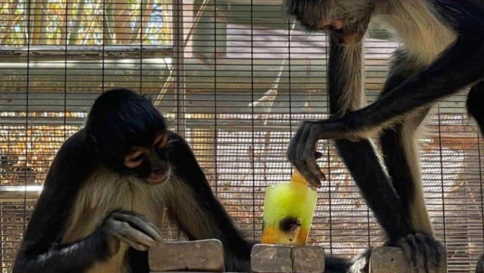 Animales del Zoológico de Culiacán se refrescan con paletas de hielo