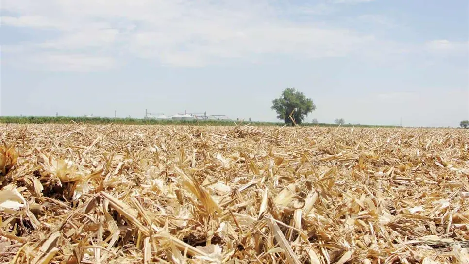 Esto se hace con el fin de que las plagas no afecten al cultivo. FOTO: Luz Noticias