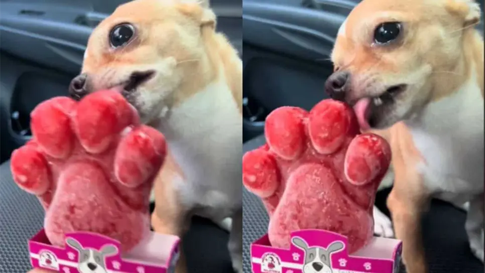 Un perro chihuahua disfrutando de una paleta de hielo. FOTO: TikTok @litaniayissel28