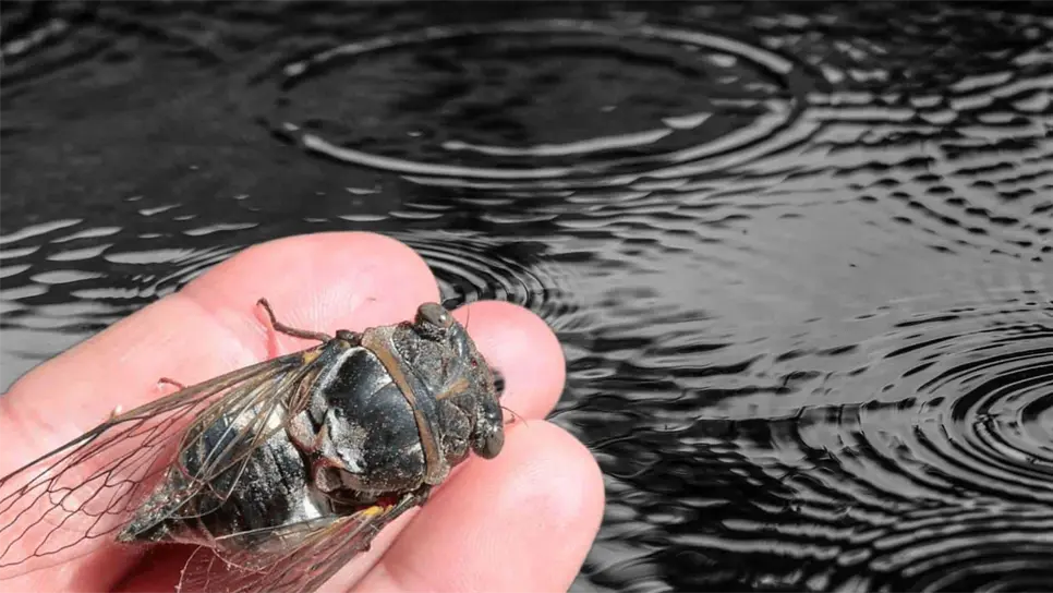 FOTO: La Chicharra anuncia la llegada de las lluvias.