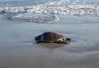 Aparecen tortugas muertas a orillas de playa de Mazatlán, Sinaloa