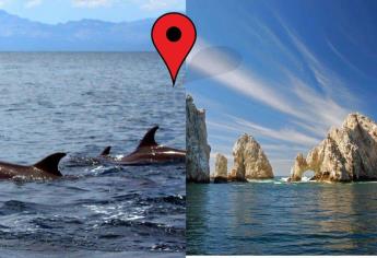 Santuarios de la ballena gris en BCS que debes visitar al menos una vez en tu vida