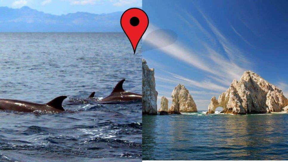 Santuarios de la ballena gris en BCS que debes visitar al menos una vez en tu vida