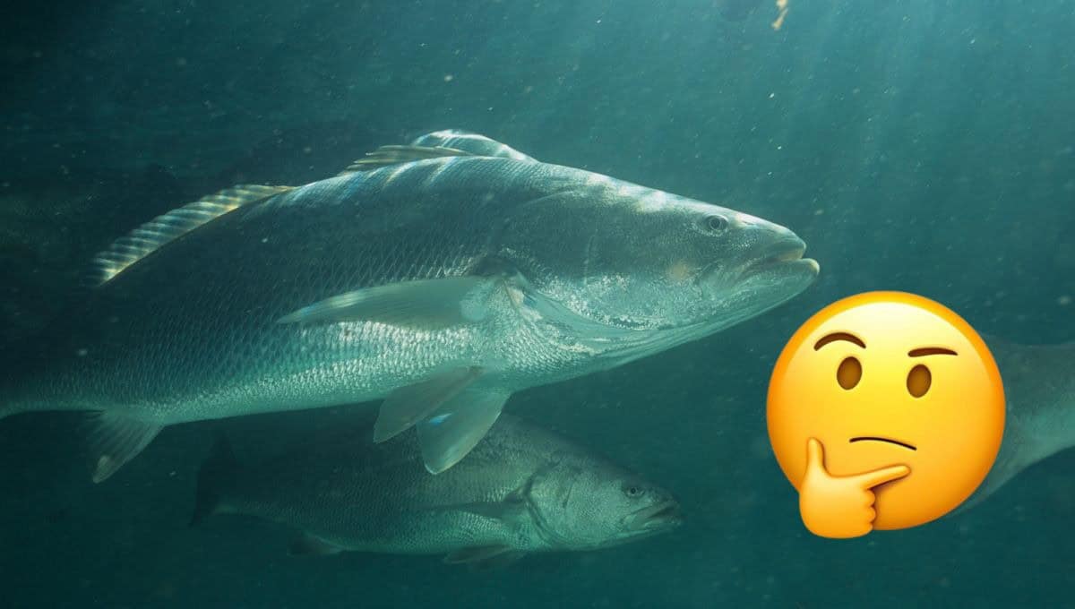 El pez totoaba es considerado uno de los más caros del mundo. FOTO: Internet