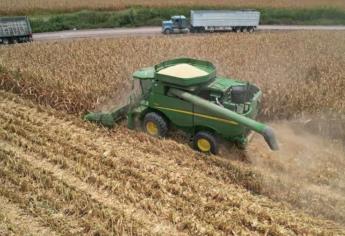Industria se niega a contratar maíz ante aumento del dólar