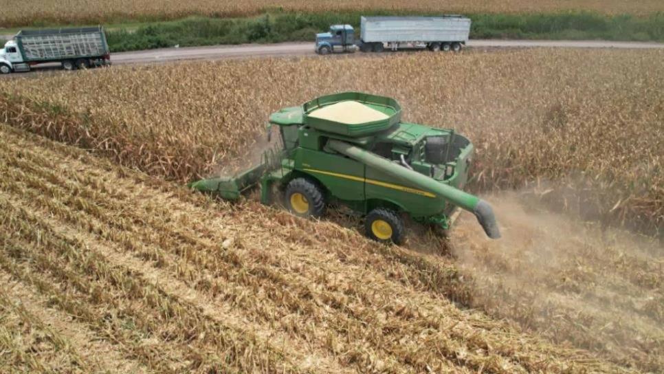 Industria se niega a contratar maíz ante aumento del dólar