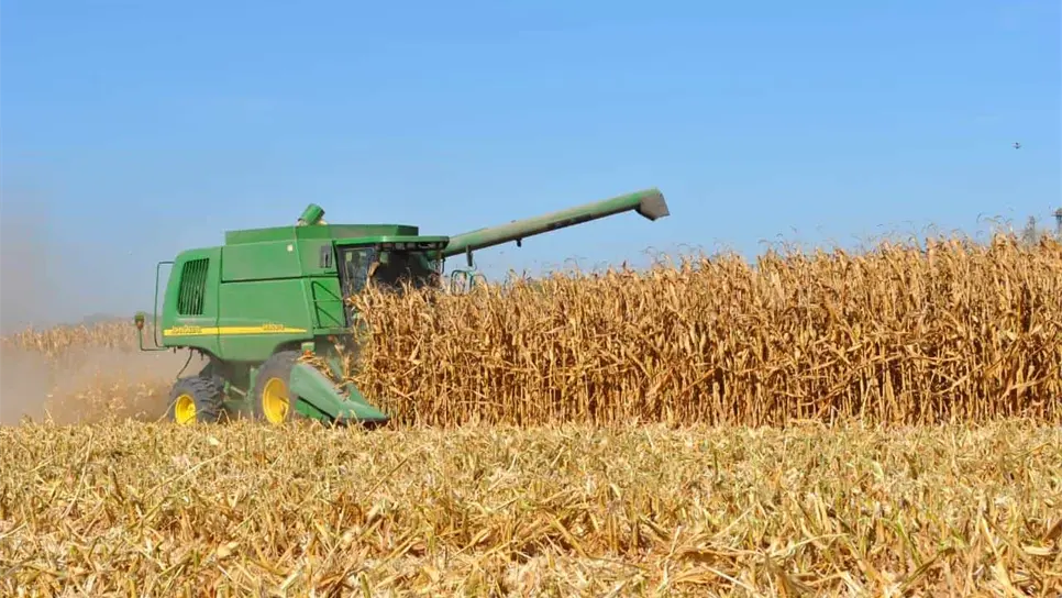Cosecha de maíz.